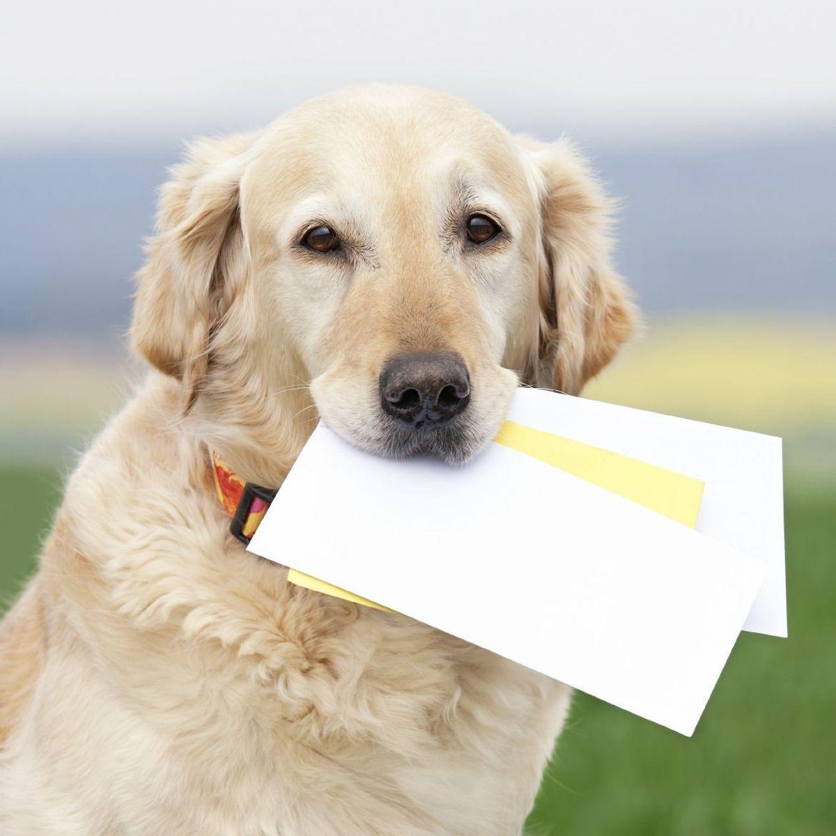 Le chien est agressif avec le facteur